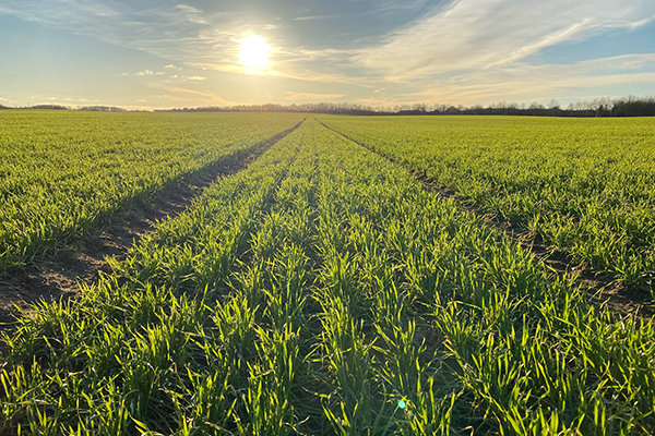 Hvedemark i solopgang